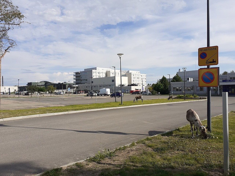 Северный олень, Финская Лапландия