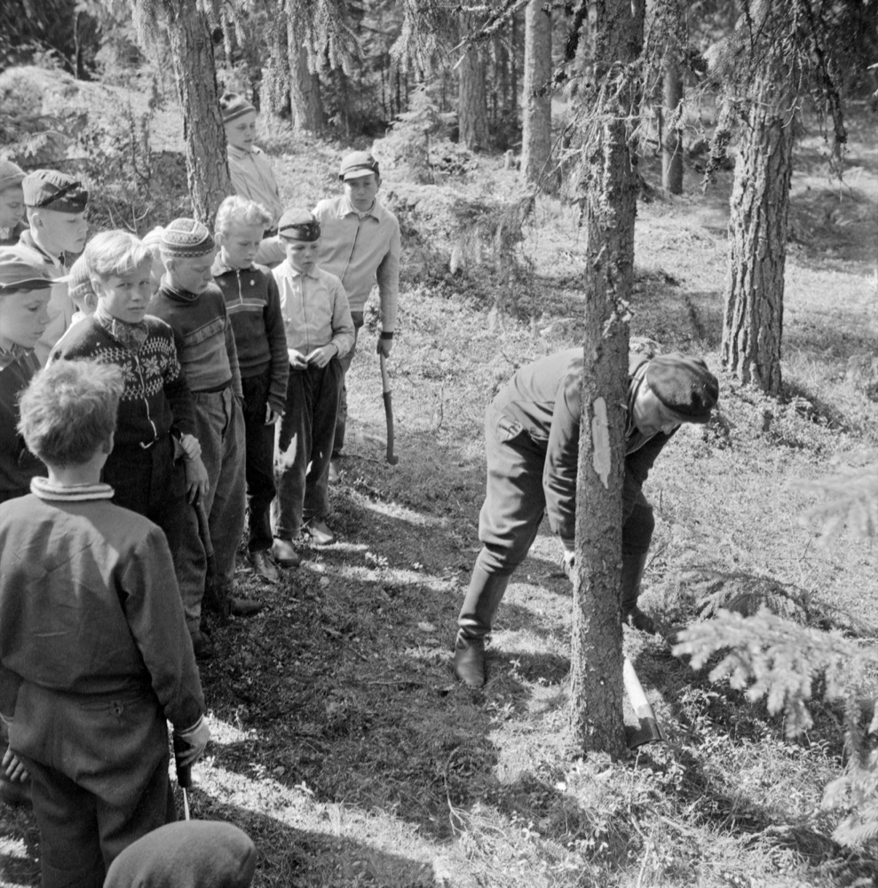 Финские школьники на занятии в лесу (архивное фото, 1956)